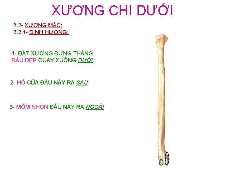 XƯƠNG CHI DƯỚI 3. 2 - XƯƠNG MÁC: 3. 2. 1 - ĐỊNH HƯỚNG: