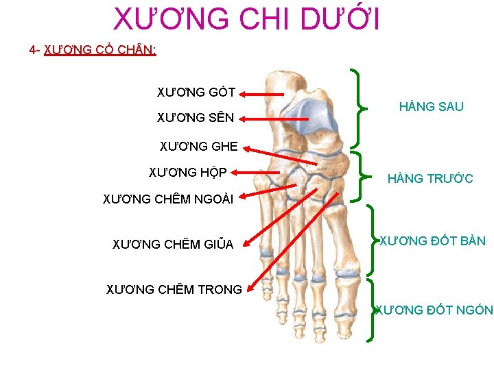 XƯƠNG CHI DƯỚI 4 - XƯƠNG CỔ CH N: XƯƠNG GÓT XƯƠNG SÊN HÀNG