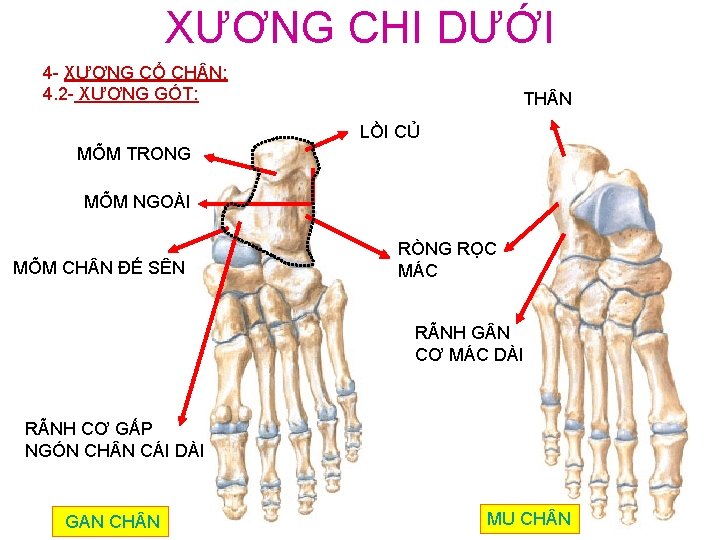 XƯƠNG CHI DƯỚI 4 - XƯƠNG CỔ CH N: 4. 2 - XƯƠNG GÓT: