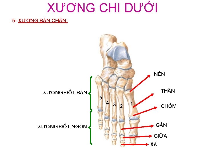 XƯƠNG CHI DƯỚI 5 - XƯƠNG BÀN CH N: NỀN XƯƠNG ĐỐT BÀN XƯƠNG