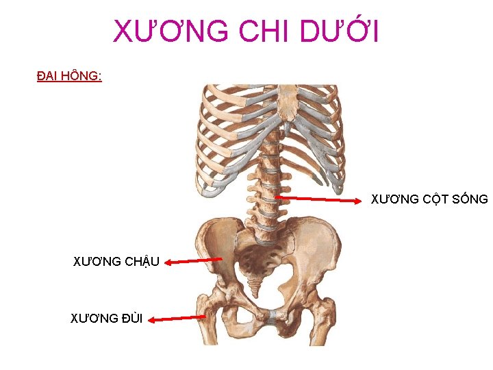 XƯƠNG CHI DƯỚI ĐAI HÔNG: XƯƠNG CỘT SỐNG XƯƠNG CHẬU XƯƠNG ĐÙI 