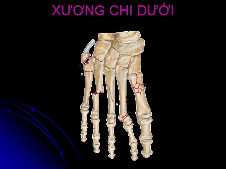 XƯƠNG CHI DƯỚI 
