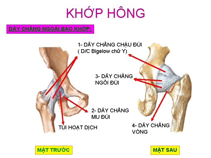 KHỚP HÔNG D Y CHẰNG NGOÀI BAO KHỚP: 1 - D Y CHẰNG CHẬU