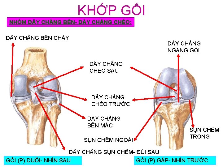 KHỚP GỐI NHÓM D Y CHẰNG BÊN- D Y CHẰNG CHÉO: D Y CHẰNG