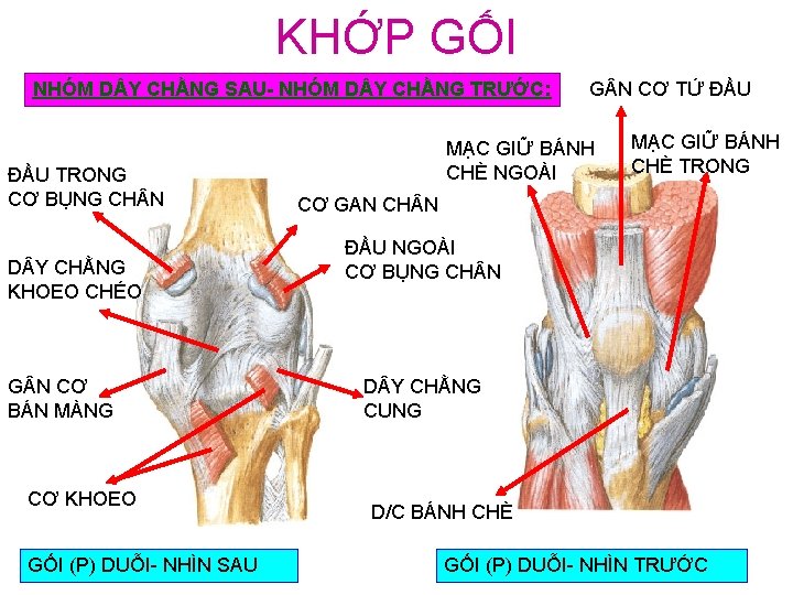 KHỚP GỐI NHÓM D Y CHẰNG SAU- NHÓM D Y CHẰNG TRƯỚC: ĐẦU TRONG