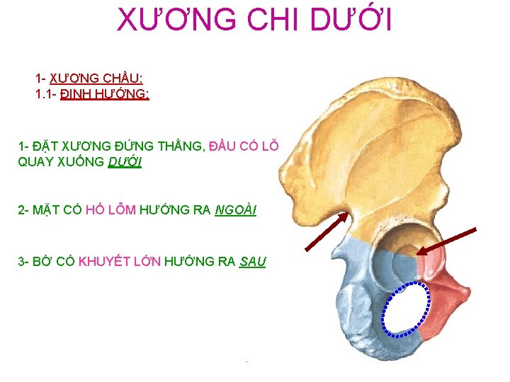 XƯƠNG CHI DƯỚI 1 - XƯƠNG CHẦU: 1. 1 - ĐỊNH HƯỚNG: 1 -