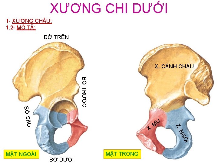 XƯƠNG CHI DƯỚI 1 - XƯƠNG CHẦU: 1. 2 - MÔ TẢ: BỜ TRÊN