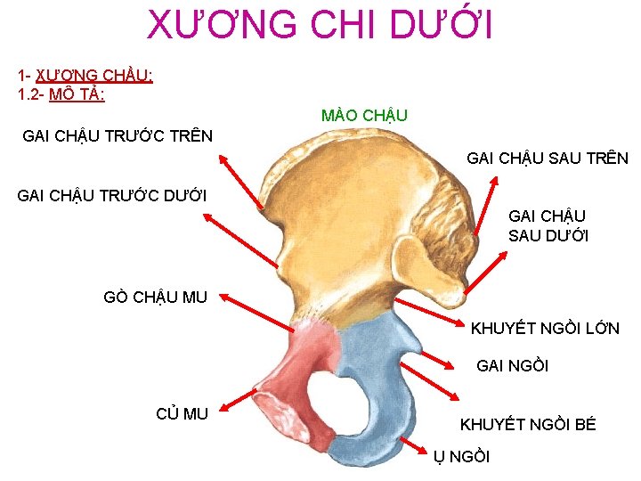 XƯƠNG CHI DƯỚI 1 - XƯƠNG CHẦU: 1. 2 - MÔ TẢ: MÀO CHẬU