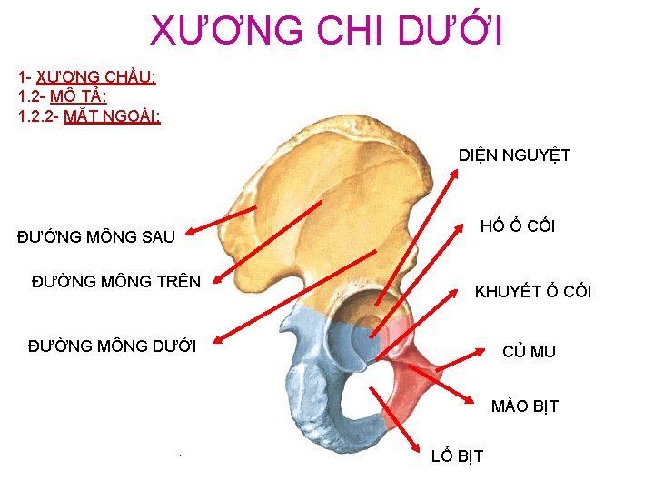 XƯƠNG CHI DƯỚI 1 - XƯƠNG CHẦU: 1. 2 - MÔ TẢ: 1. 2.