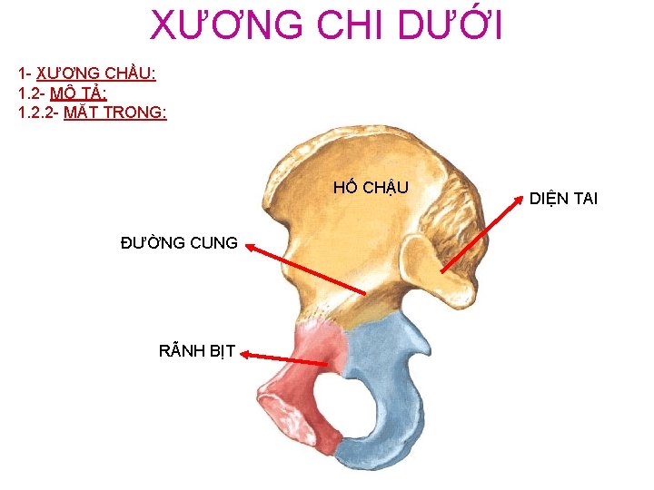 XƯƠNG CHI DƯỚI 1 - XƯƠNG CHẦU: 1. 2 - MÔ TẢ: 1. 2.