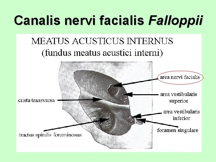 Canalis nervi facialis Falloppii 