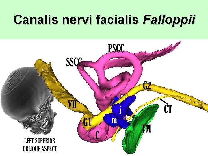 Canalis nervi facialis Falloppii 