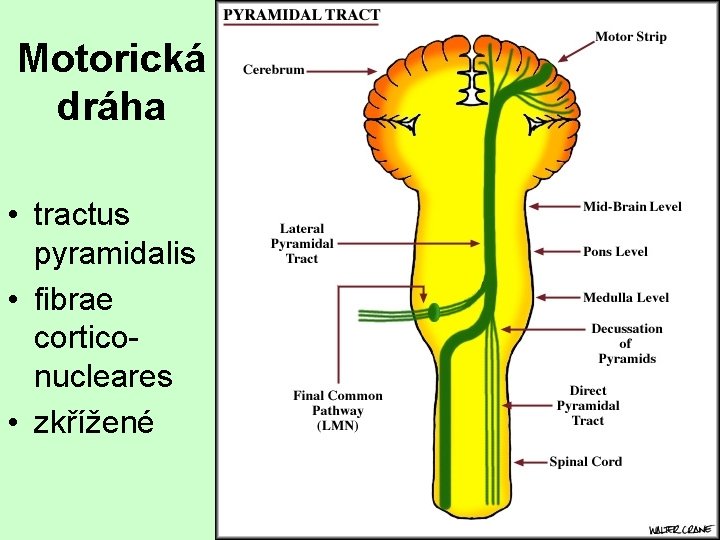 Motorická dráha • tractus pyramidalis • fibrae corticonucleares • zkřížené 