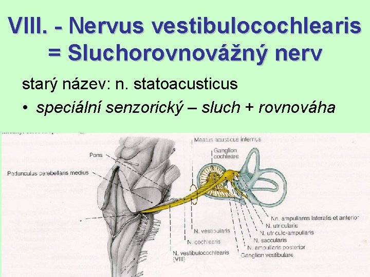 VIII. - Nervus vestibulocochlearis = Sluchorovnovážný nerv starý název: n. statoacusticus • speciální senzorický