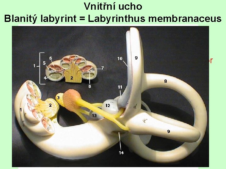 Vnitřní ucho Blanitý labyrint = Labyrinthus membranaceus • Utriculus = Míšek – vodorovný pohyb