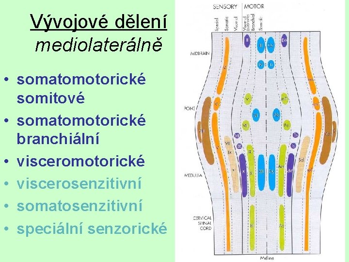 Vývojové dělení mediolaterálně • somatomotorické somitové • somatomotorické branchiální • visceromotorické • viscerosenzitivní •