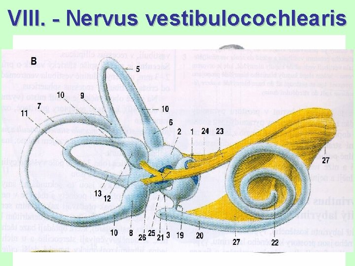 VIII. - Nervus vestibulocochlearis Nervus vestibularis – ggl. vestibulare Scarpae uvnitř meatus a. i.