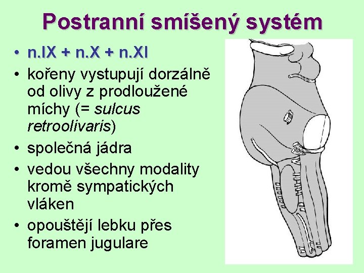 Postranní smíšený systém • n. IX + n. XI • kořeny vystupují dorzálně od