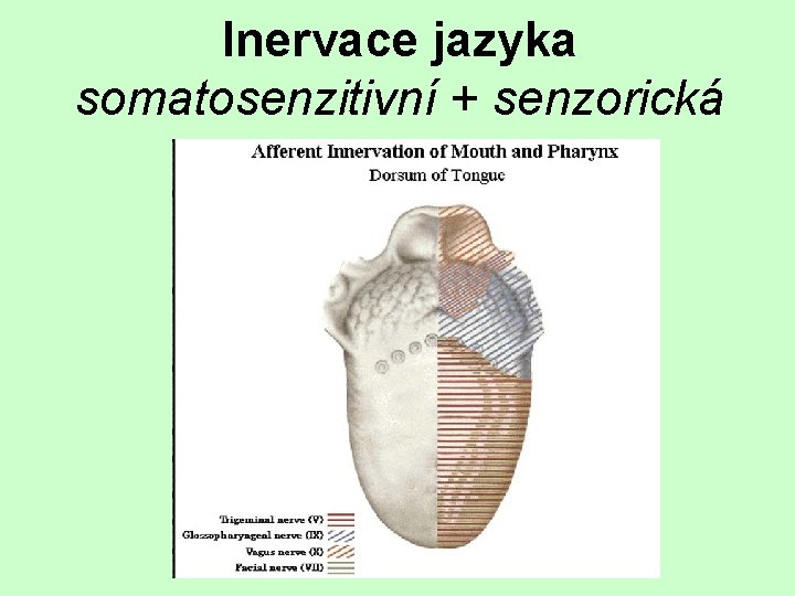 Inervace jazyka somatosenzitivní + senzorická 