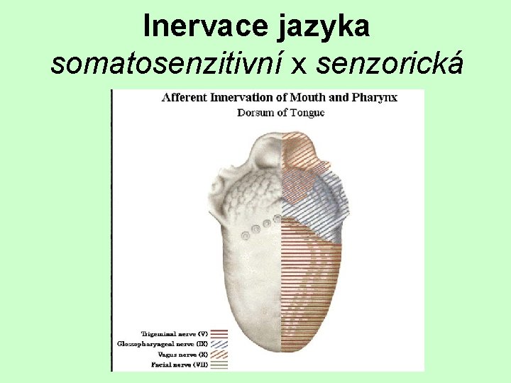 Inervace jazyka somatosenzitivní x senzorická 