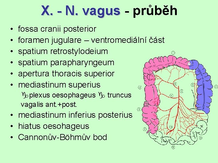 X. - N. vagus - průběh • • • fossa cranii posterior foramen jugulare