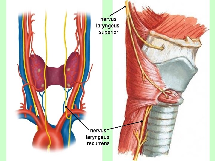 nervus laryngeus superior nervus laryngeus recurrens 