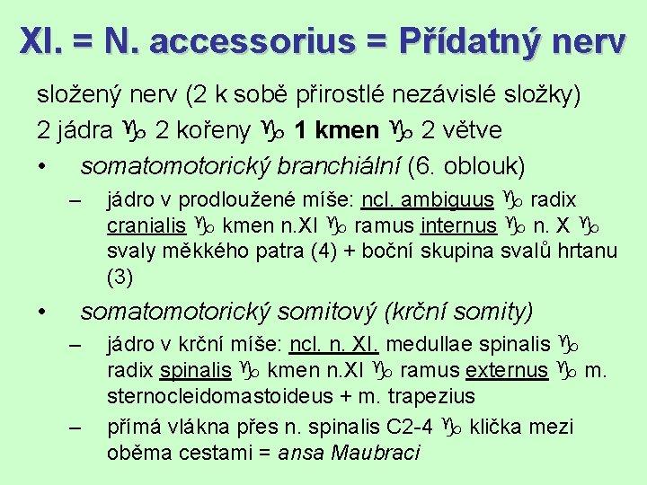 XI. = N. accessorius = Přídatný nerv složený nerv (2 k sobě přirostlé nezávislé