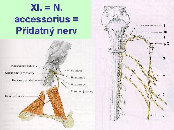 XI. = N. accessorius = Přídatný nerv 