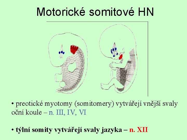 Motorické somitové HN • preotické myotomy (somitomery) vytvářejí vnější svaly oční koule – n.