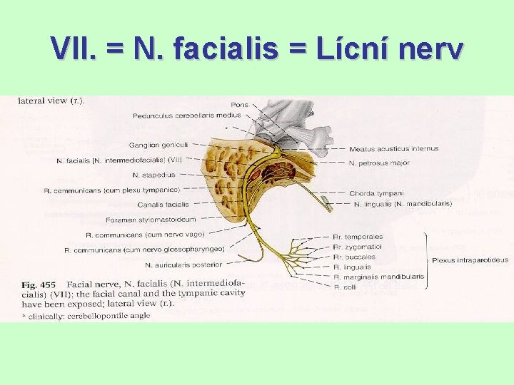 VII. = N. facialis = Lícní nerv 