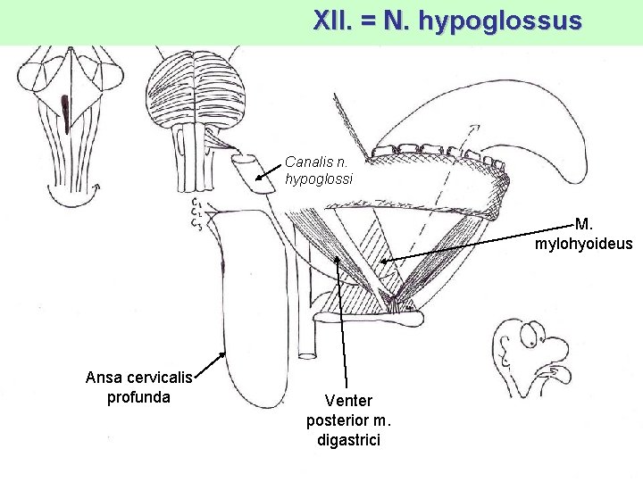 XII. = N. hypoglossus Canalis n. hypoglossi M. mylohyoideus Ansa cervicalis profunda Venter posterior