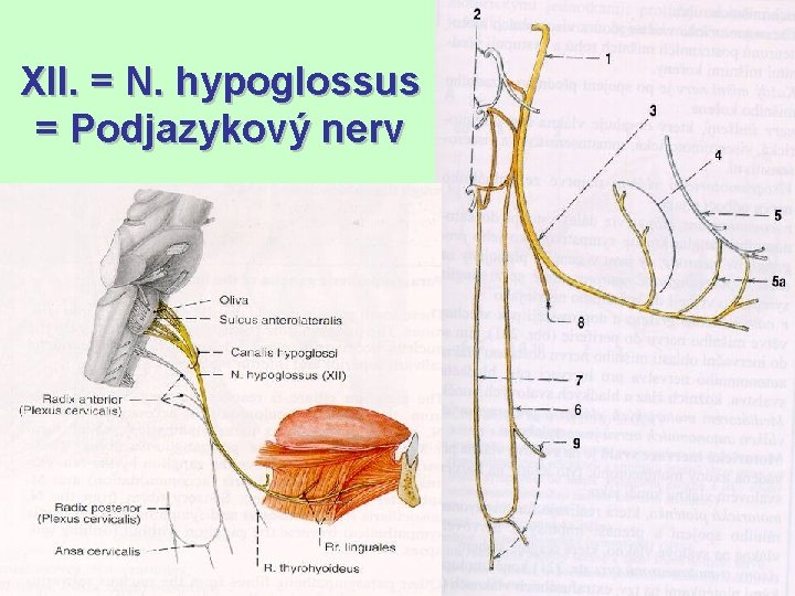 XII. = N. hypoglossus = Podjazykový nerv 