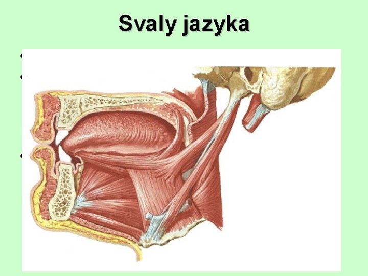 Svaly jazyka • aponeurosis, septum (neúplné!) • intraglossální – n. hypoglossus /n. XII/ –