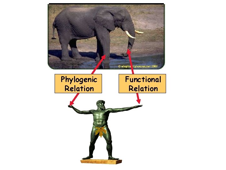 Phylogenic Relation Functional Relation 