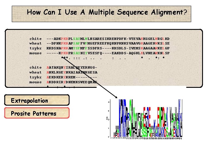 How Can I Use A Multiple Sequence Alignment? chite wheat trybr mouse ---ADKPKRPLSAYMLWLNSARESIKRENPDFK-VTEVAKKGGELWRGLKD --DPNKPKRAPSAFFVFMGEFREEFKQKNPKNKSVAAVGKAAGERWKSLSE