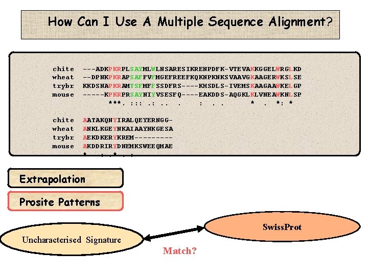 How Can I Use A Multiple Sequence Alignment? chite wheat trybr mouse ---ADKPKRPLSAYMLWLNSARESIKRENPDFK-VTEVAKKGGELWRGLKD --DPNKPKRAPSAFFVFMGEFREEFKQKNPKNKSVAAVGKAAGERWKSLSE