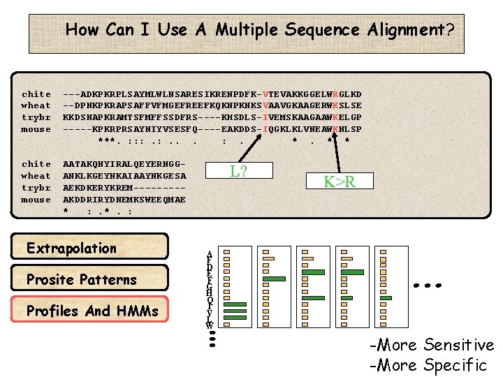 How Can I Use A Multiple Sequence Alignment? chite wheat trybr mouse ---ADKPKRPLSAYMLWLNSARESIKRENPDFK-VTEVAKKGGELWRGLKD --DPNKPKRAPSAFFVFMGEFREEFKQKNPKNKSVAAVGKAAGERWKSLSE