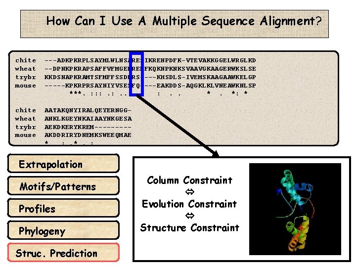 How Can I Use A Multiple Sequence Alignment? chite wheat trybr mouse ---ADKPKRPLSAYMLWLNSARESIKRENPDFK-VTEVAKKGGELWRGLKD --DPNKPKRAPSAFFVFMGEFREEFKQKNPKNKSVAAVGKAAGERWKSLSE