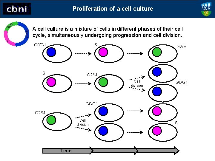 Proliferation of a cell culture G 0/G 1 /M G 2 A cell culture
