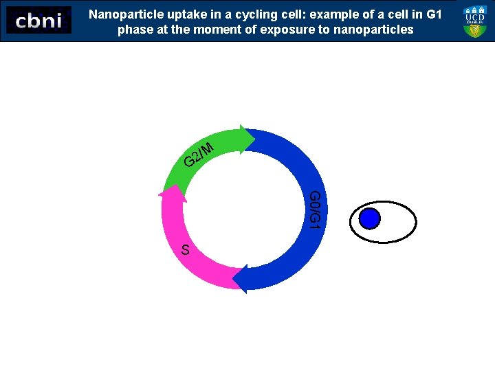 Nanoparticle uptake in a cycling cell: example of a cell in G 1 phase
