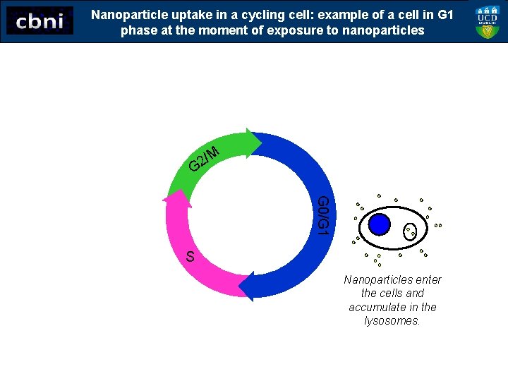 Nanoparticle uptake in a cycling cell: example of a cell in G 1 phase