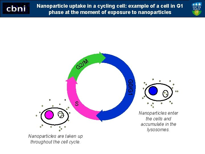 Nanoparticle uptake in a cycling cell: example of a cell in G 1 phase