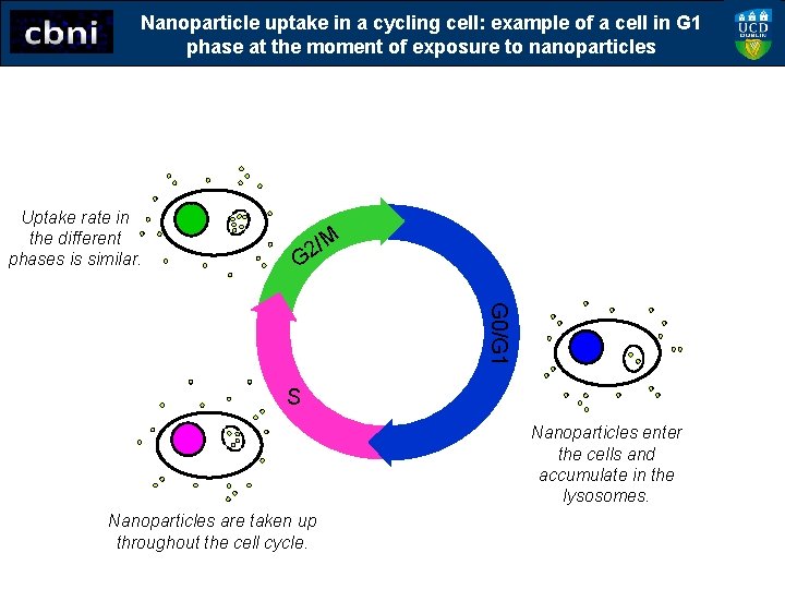 Nanoparticle uptake in a cycling cell: example of a cell in G 1 phase