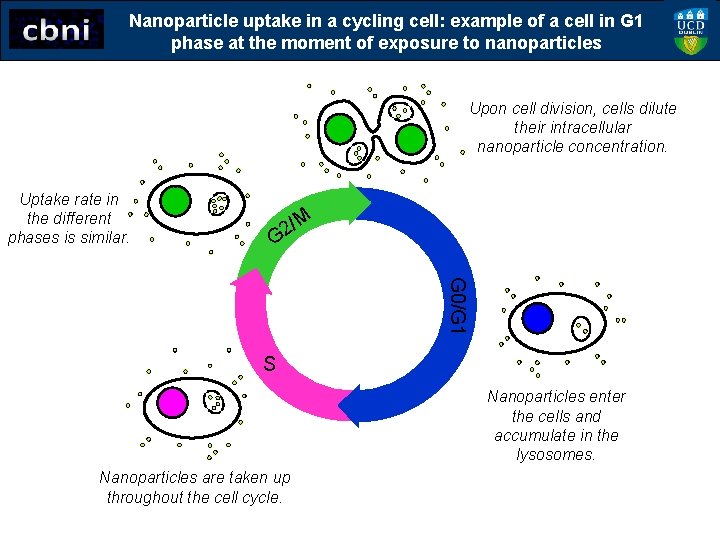 Nanoparticle uptake in a cycling cell: example of a cell in G 1 phase
