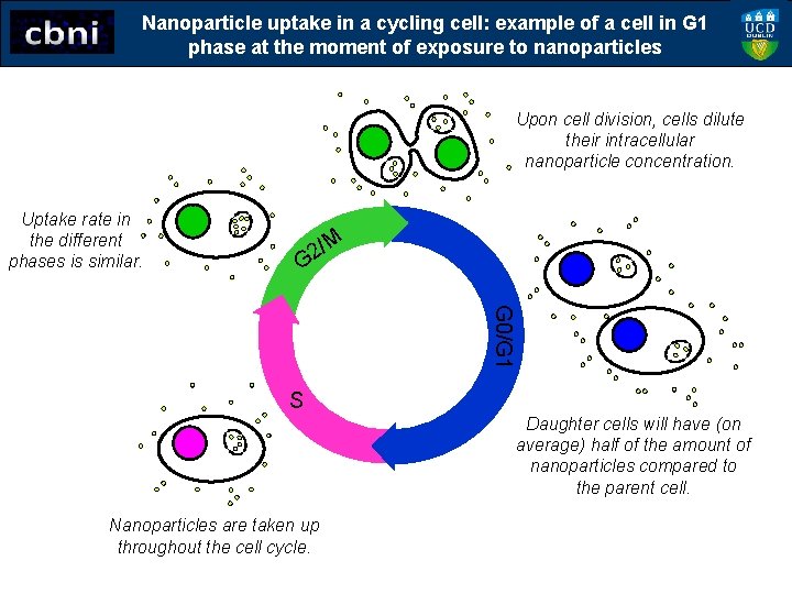 Nanoparticle uptake in a cycling cell: example of a cell in G 1 phase