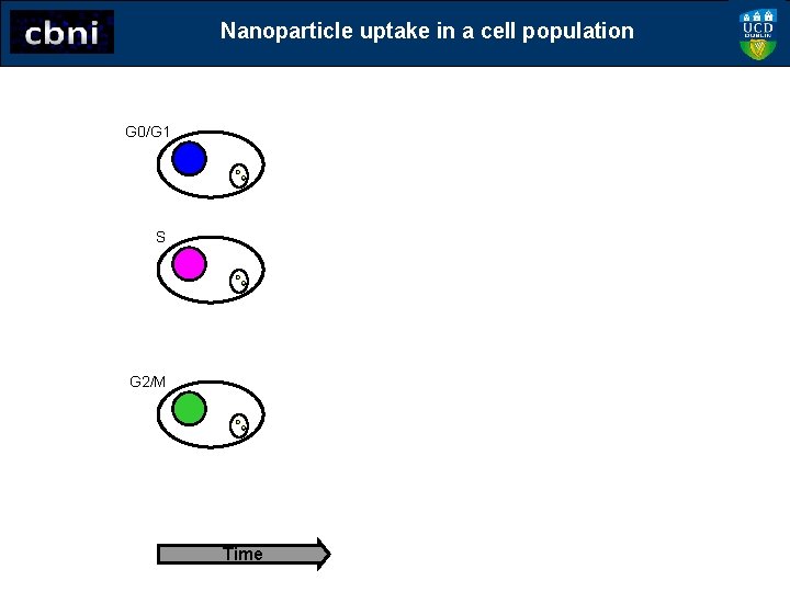 Nanoparticle uptake in a cell population G 0/G 1 S G 2/M Time 