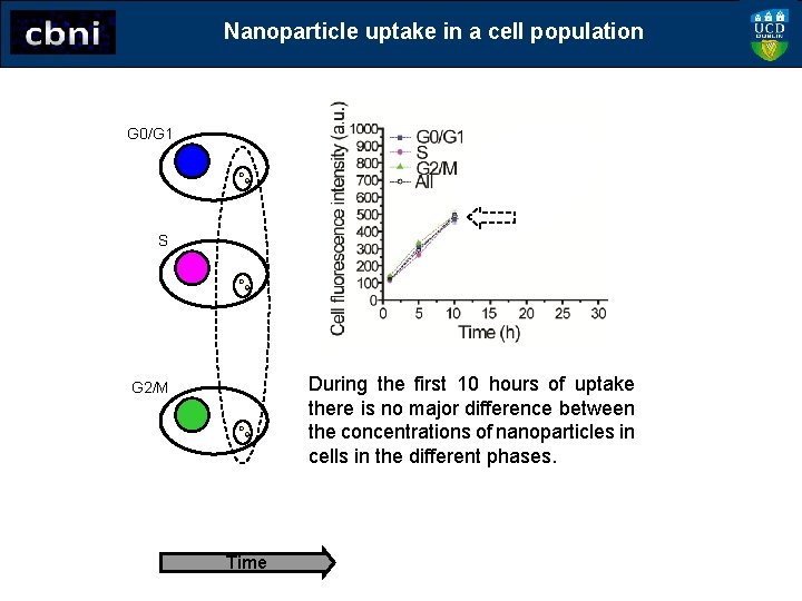 Nanoparticle uptake in a cell population G 0/G 1 S During the first 10
