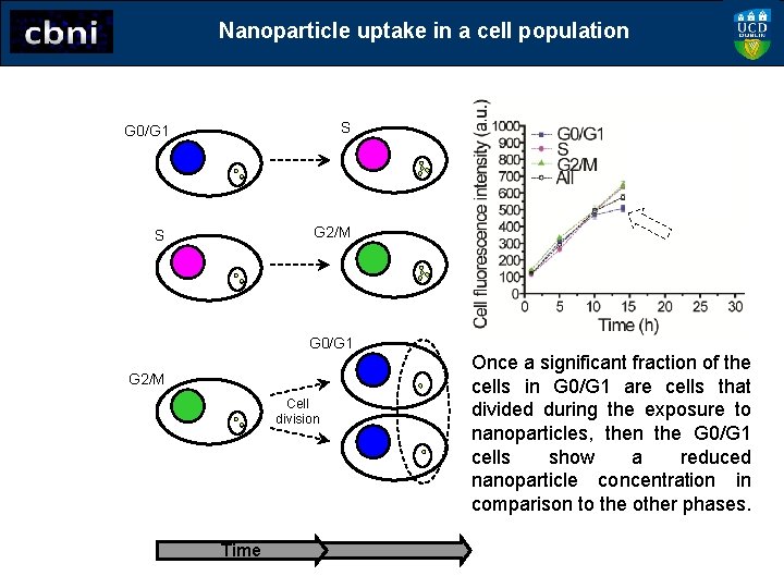 Nanoparticle uptake in a cell population G 0/G 1 S S G 2/M G