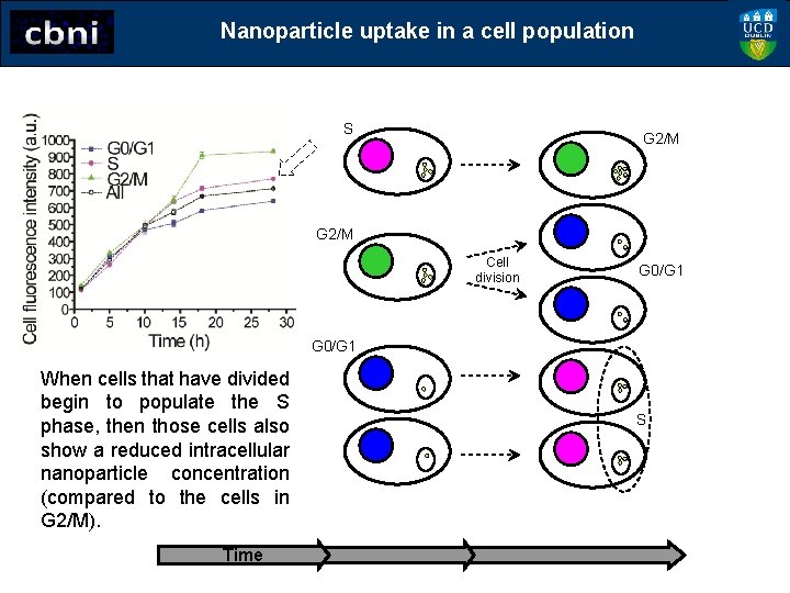 Nanoparticle uptake in a cell population S G 2/M Cell division G 0/G 1