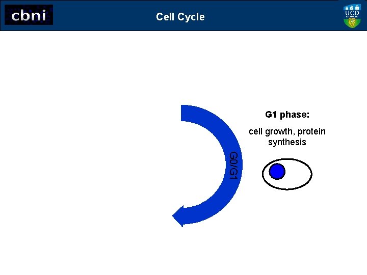 Cell Cycle G 1 phase: cell growth, protein synthesis G 0/G 1 